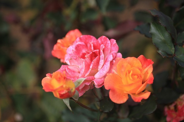 秋のバラ園より