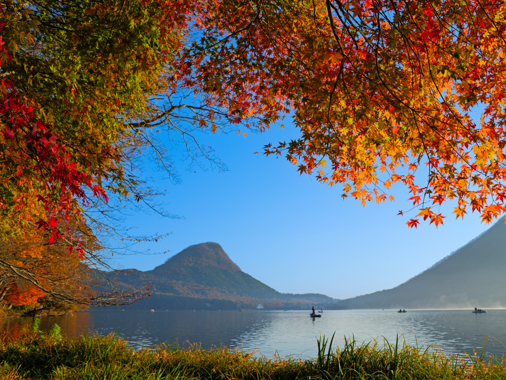 紅葉の天井