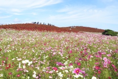 秋のひたち海浜公園