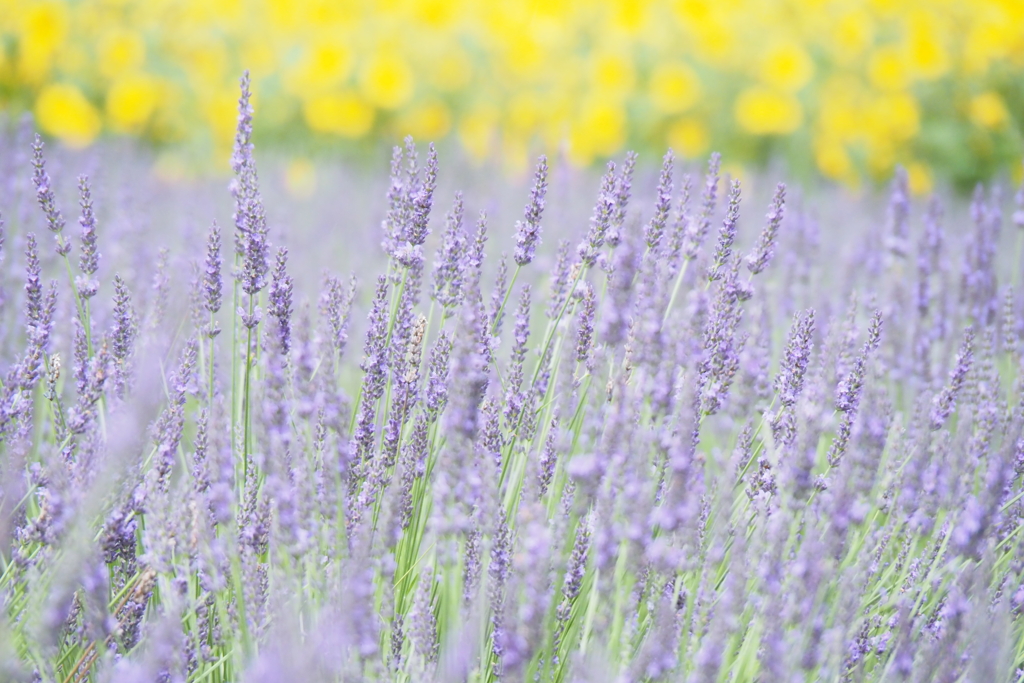夏の花畑