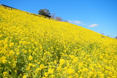 マザー牧場の菜の花畑