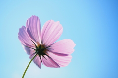 秋晴れと秋桜