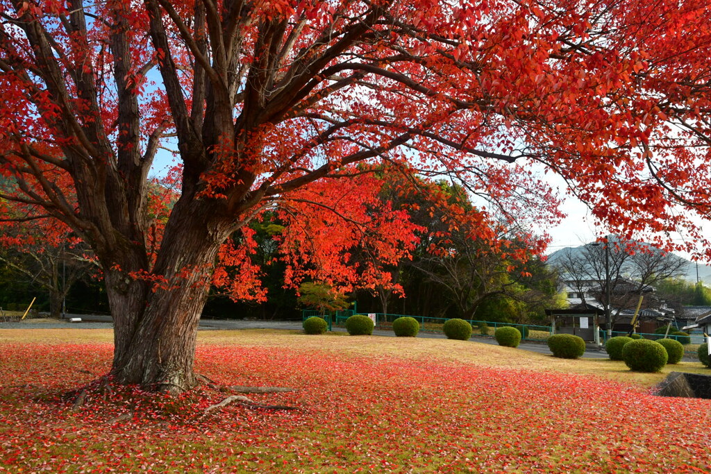 ハナノキ紅葉