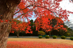 今年の紅葉も綺麗でした。ハナノキ紅葉。