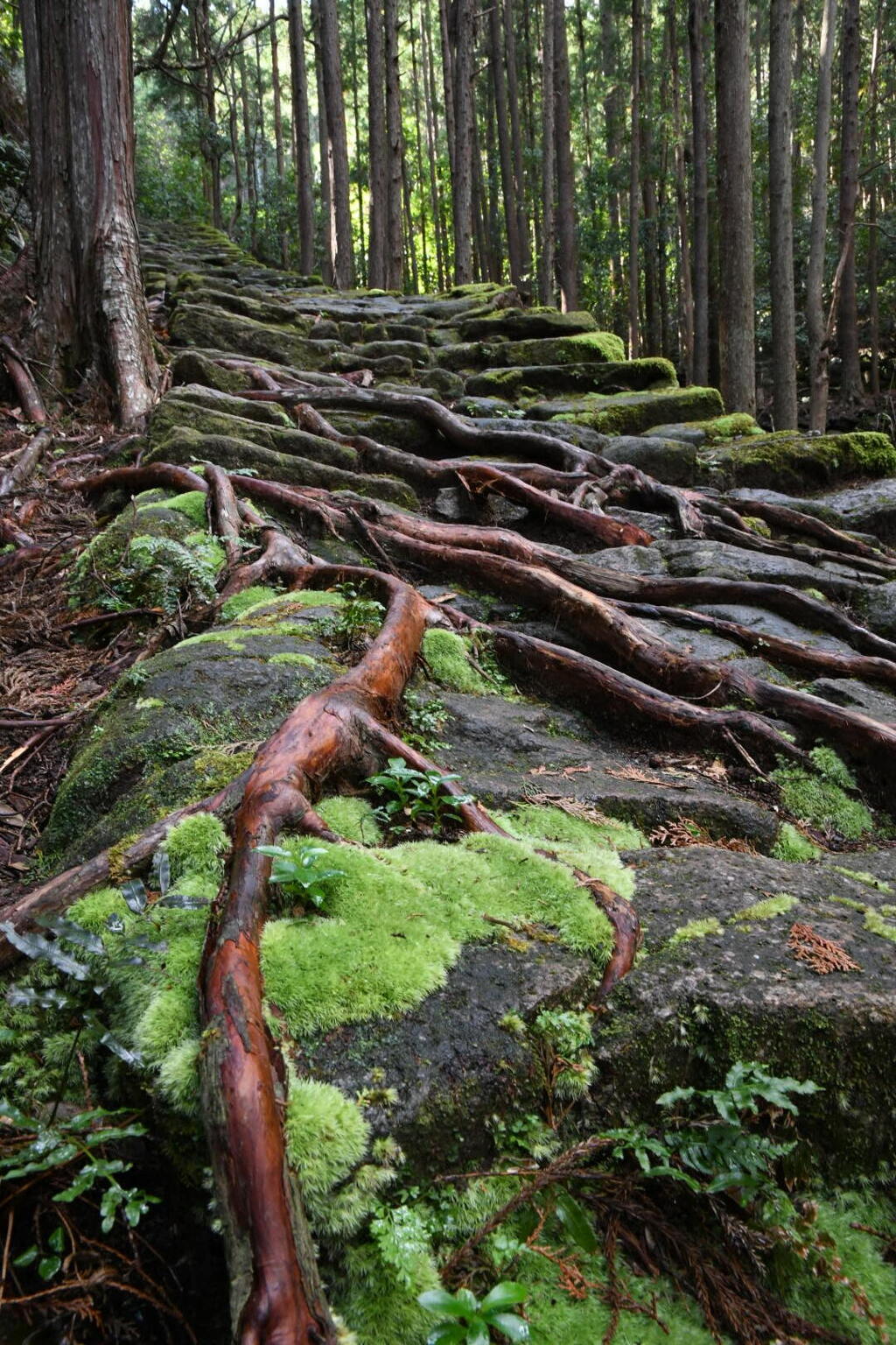 世界遺産熊野古道の力