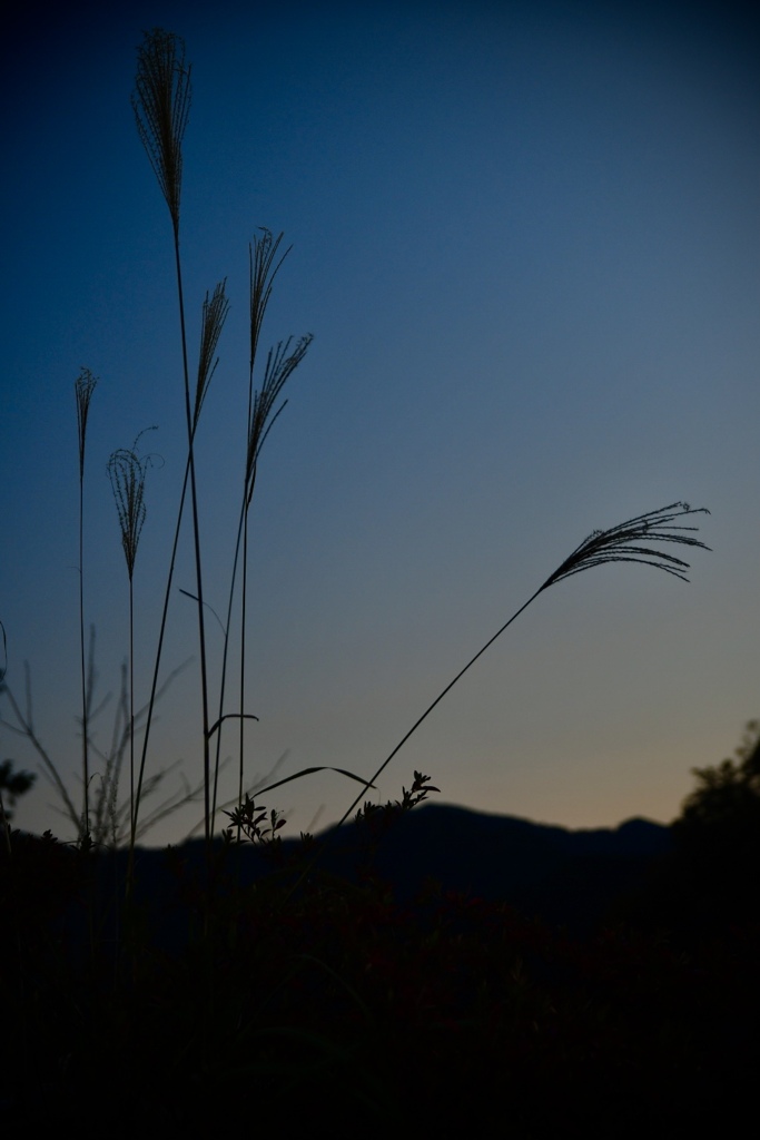 夕方の空にすすき