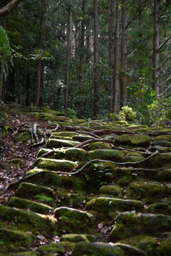 苔にほんのりひかりさす