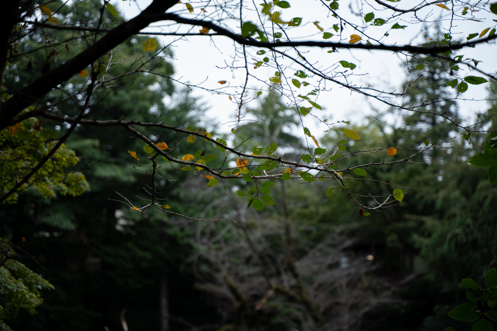inokashira-231001-1