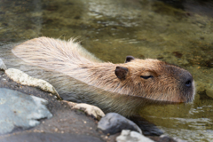 なす動物王国「カピバラ」