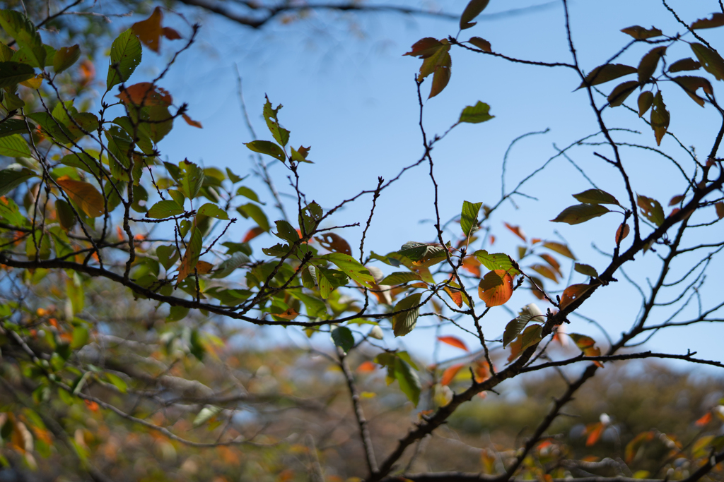 yoyogi-231028-2