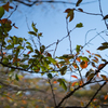 yoyogi-231028-2