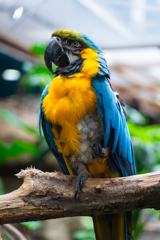 なす動物王国「オウム」
