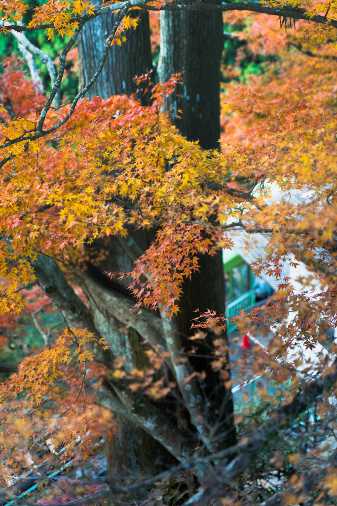 大山の秋