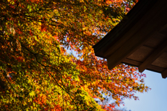 紅葉と屋根