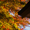 紅葉と屋根