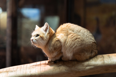 なす動物王国「スナネコ」