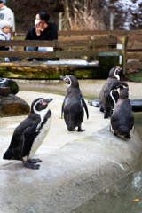 なす動物王国「ペンギン３」