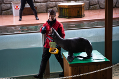 なす動物王国「アザラシ」
