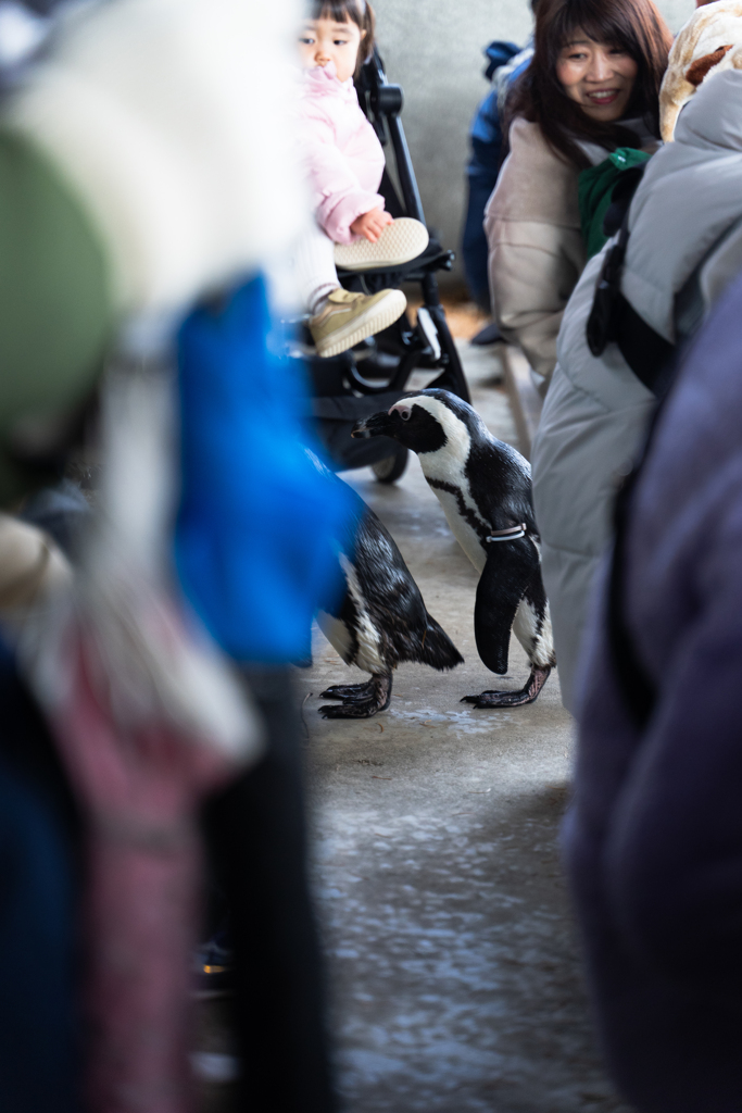 なす動物王国「ペンギン１」