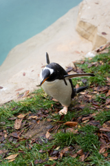 なす動物王国「ペンギン２」