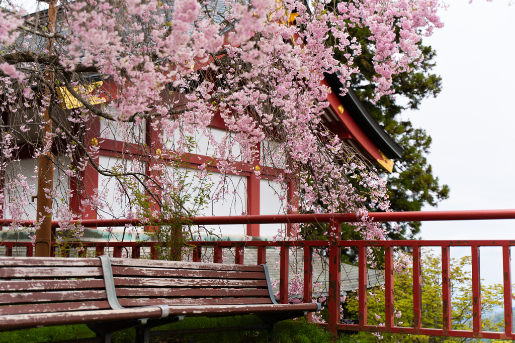 山頂の桜