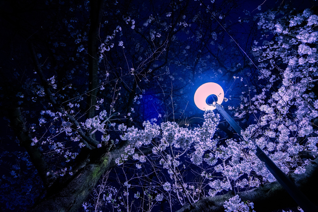 夜桜（初台）