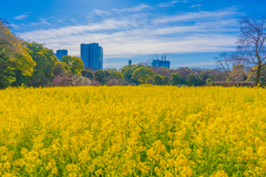菜の花畑（浜離宮恩賜庭園）
