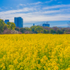 菜の花畑（浜離宮恩賜庭園）