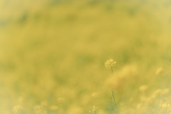 菜の花（マザー牧場）