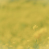 菜の花（マザー牧場）