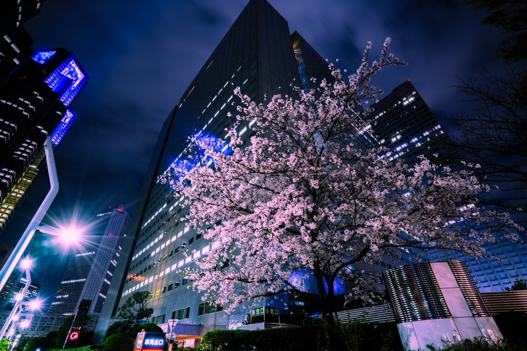 夜桜（都庁前通り交差点）