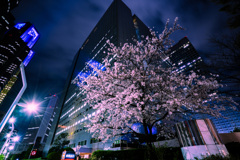 夜桜（都庁前通り交差点）