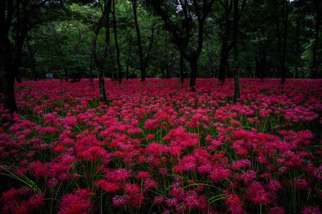 彼岸花（巾着田曼殊沙華まつり）