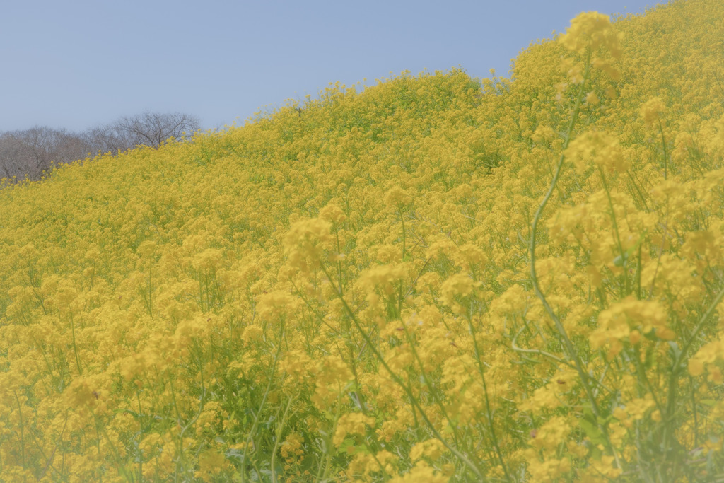 菜の花畑（マザー牧場）