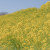 菜の花畑（マザー牧場）