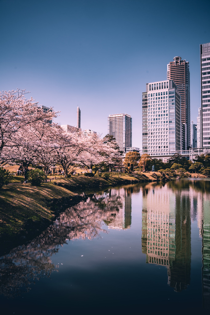 桜（旧芝離宮恩賜庭園）