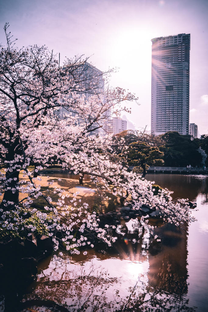 桜（浜離宮恩賜庭園）