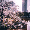 桜（浜離宮恩賜庭園）