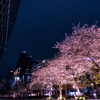 夜桜（新宿）