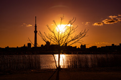 夕日と枯れ木（荒川河川敷_スカイツリー方面）
