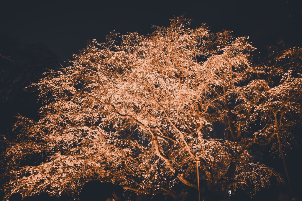 枝垂桜ライトアップ（六義園）