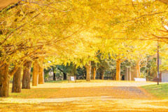 銀杏並木（昭和記念公園_昭島口）