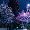 夜桜（都庁前）