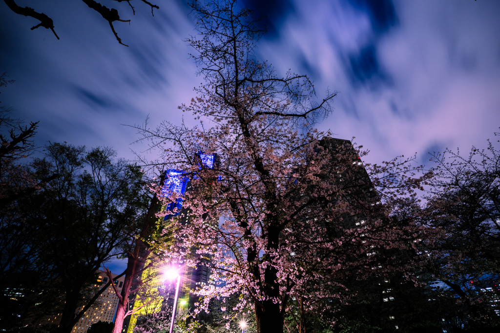 夜桜（新宿中央公園）