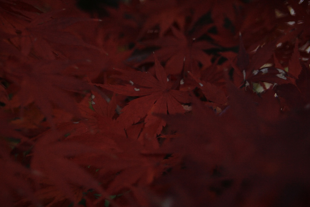 紅く
