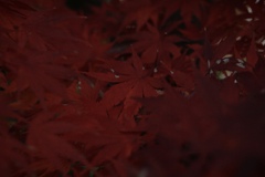 紅く