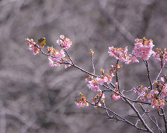 桜ジロー（1)