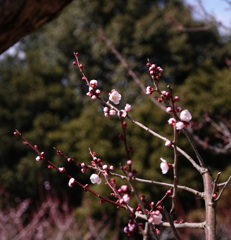 咲き始め