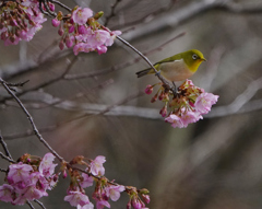 桜ジローの季節ー1