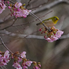桜ジローの季節ー1